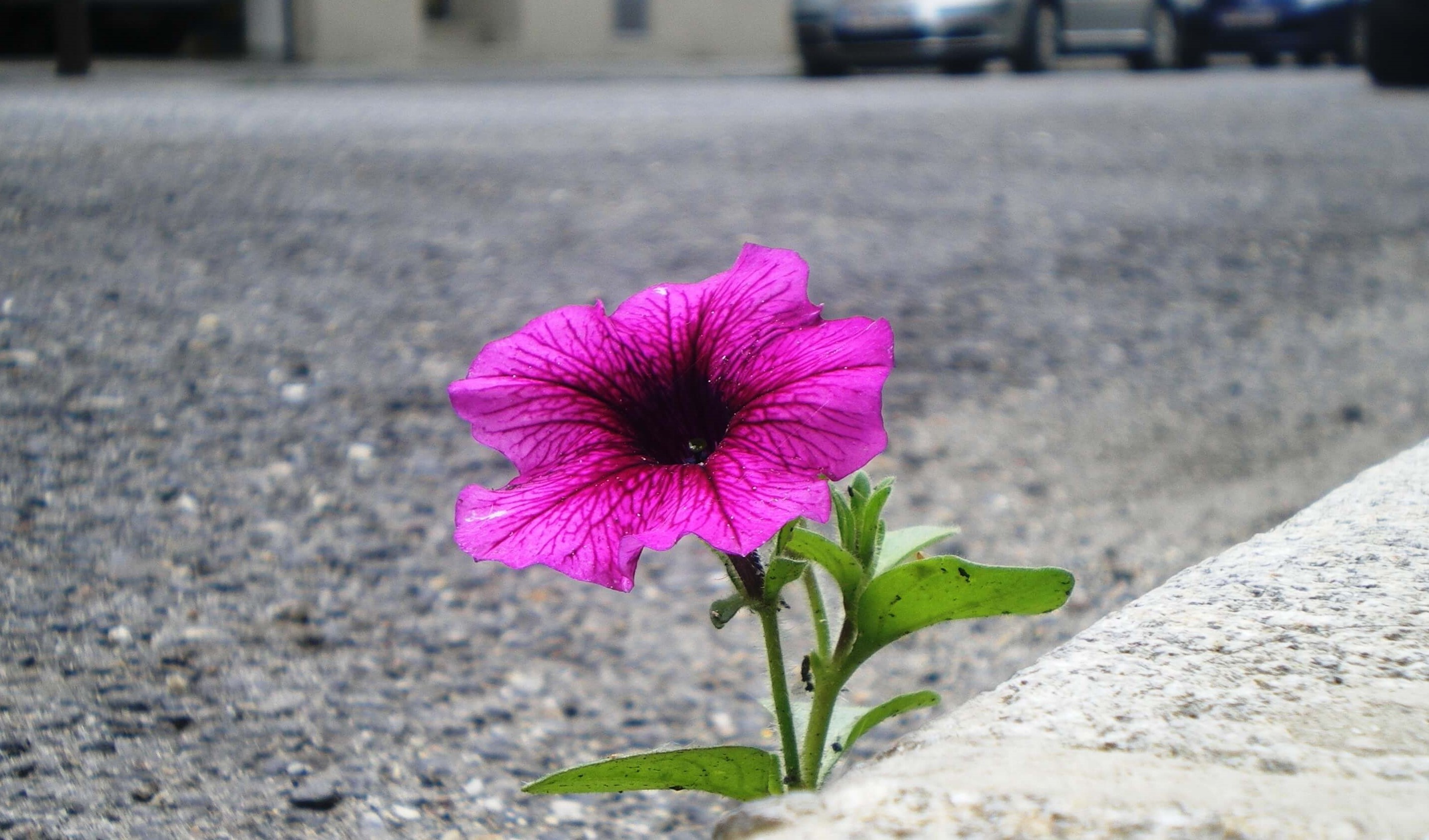 Die Widerstandskraft einer Blume in Wiens Straßen